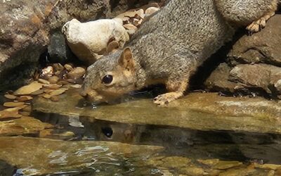 Attracting Wildlife to Your Pond in the Texas Hill Country: Best Practices and Species Diversity