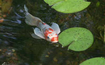 Embracing the Elegance of Koi: A Tranquil Journey in Your Backyard