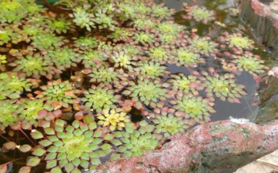 Stonebridge Pond & Waterfall CO Monthly Newsletter: August