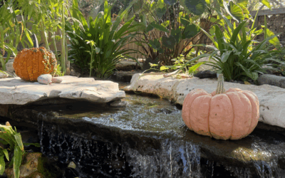 Stonebridge Pond & Waterfall CO Monthly Newsletter: September 2025