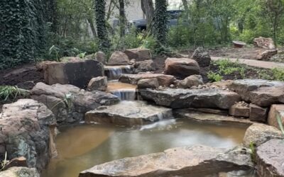 Featured Build: Pinkerton’s Turtle Pond