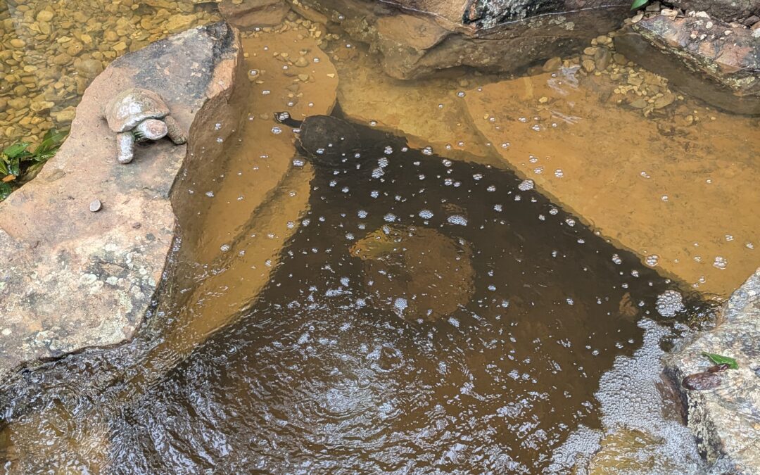 Stonebridge Pond & Waterfall CO Monthly Newsletter: April 2026